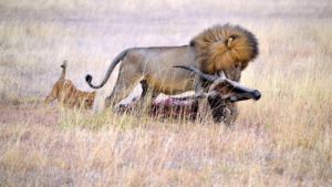 Male lion with eland