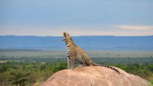 Leopard on a Serengeti Kopje