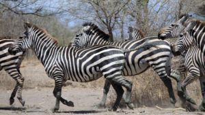 Zebras running