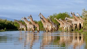 Large herd of giraffe