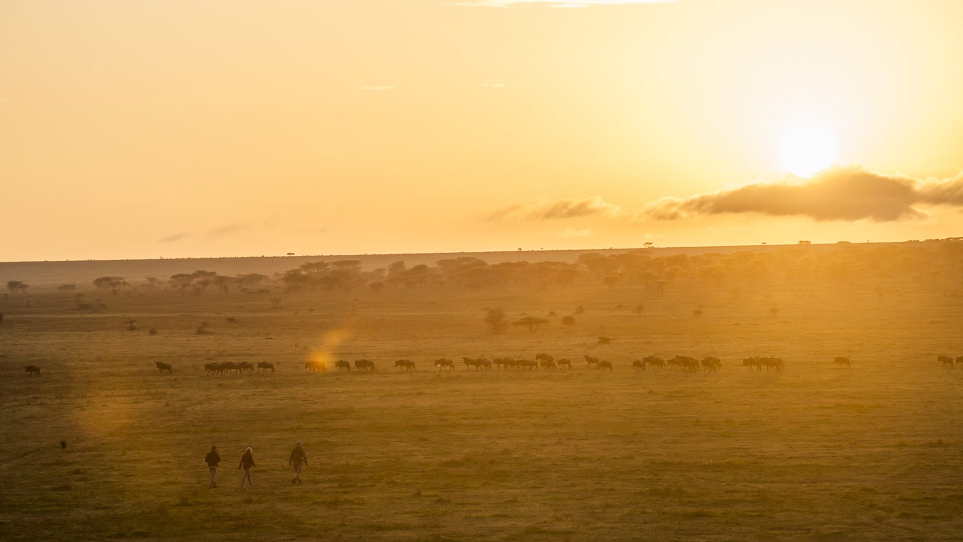 Serengeti at sunset