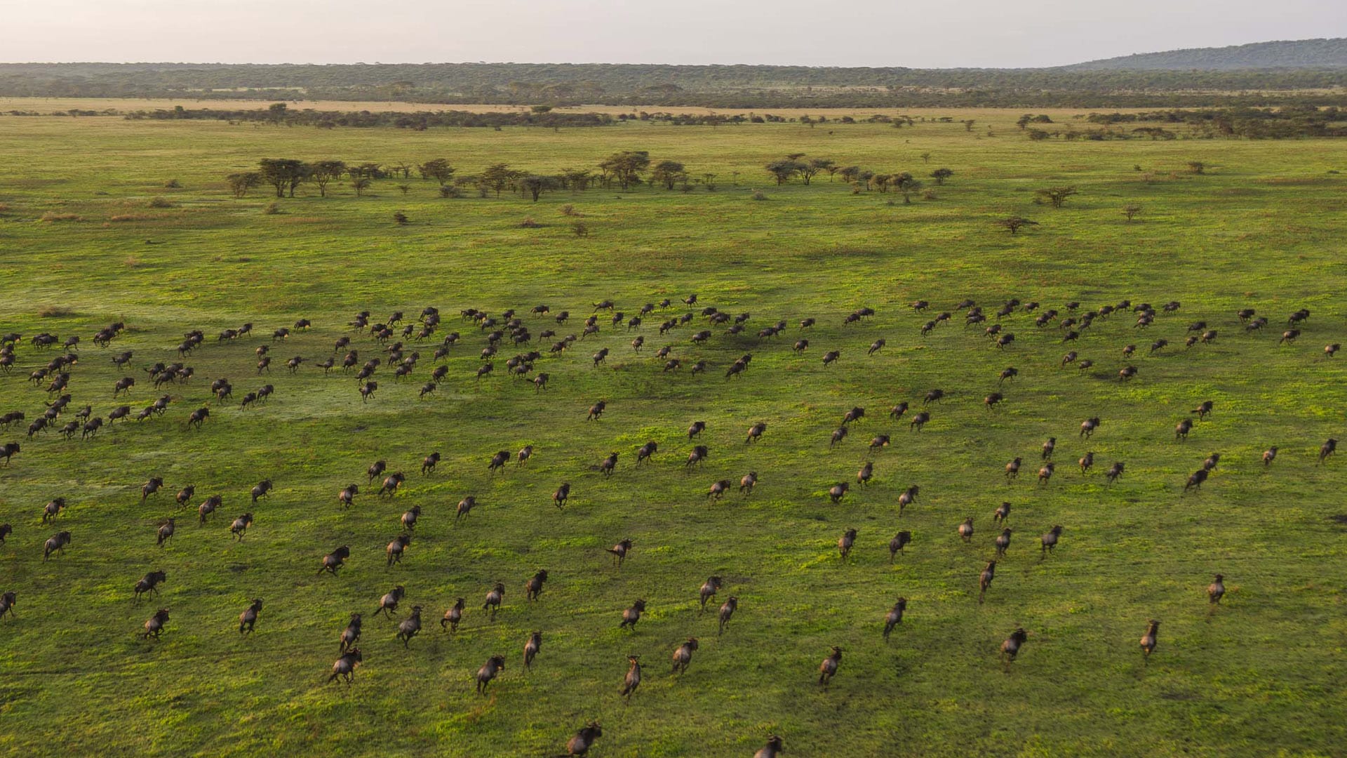 Wildebeest Herds