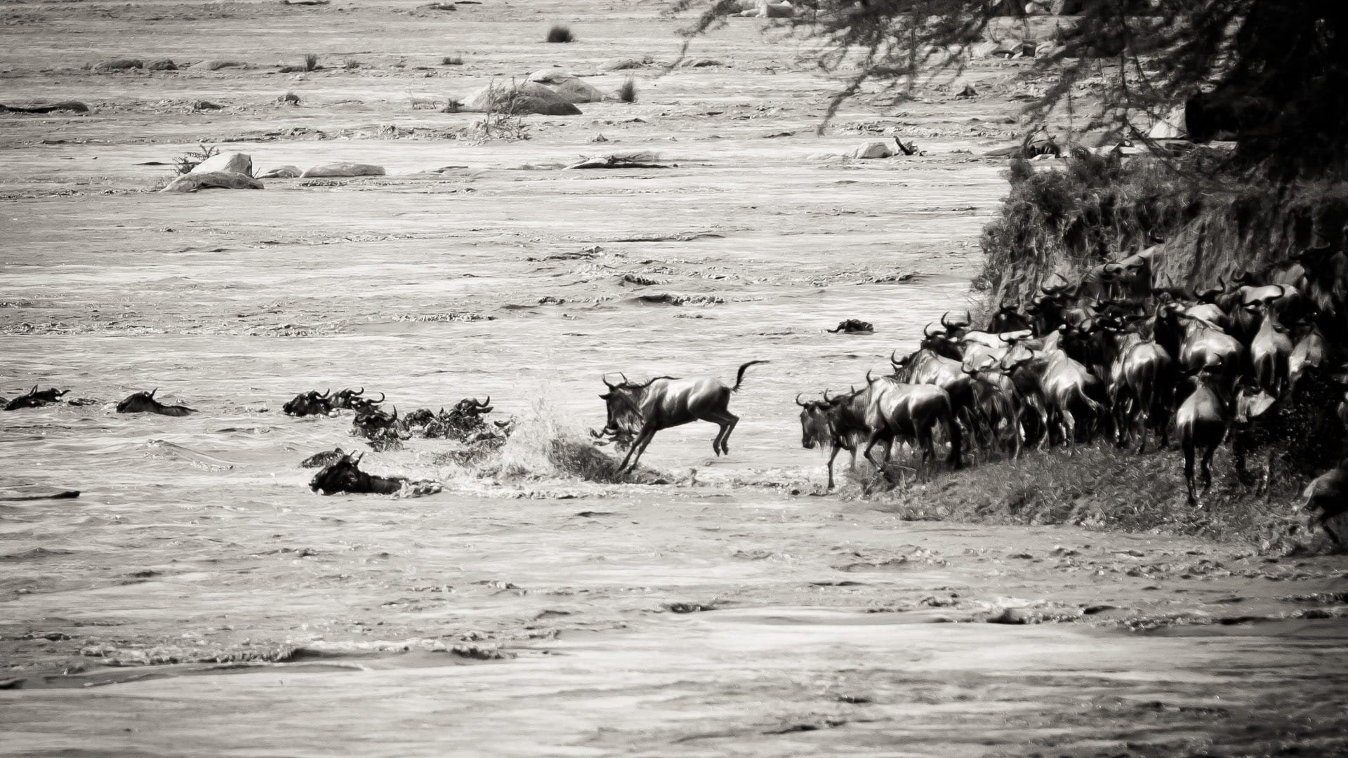 Wildebeest leaping into the Mara River