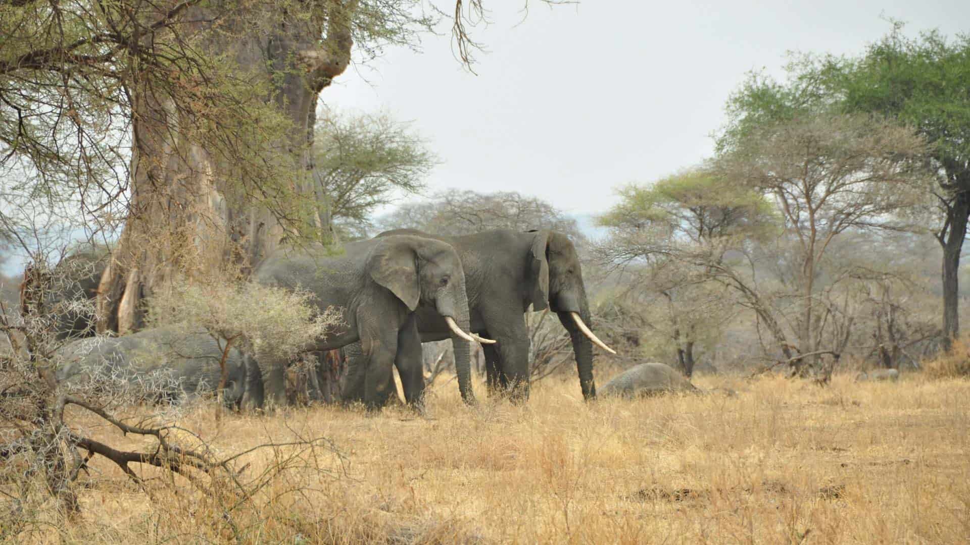 Elephants in Maswa