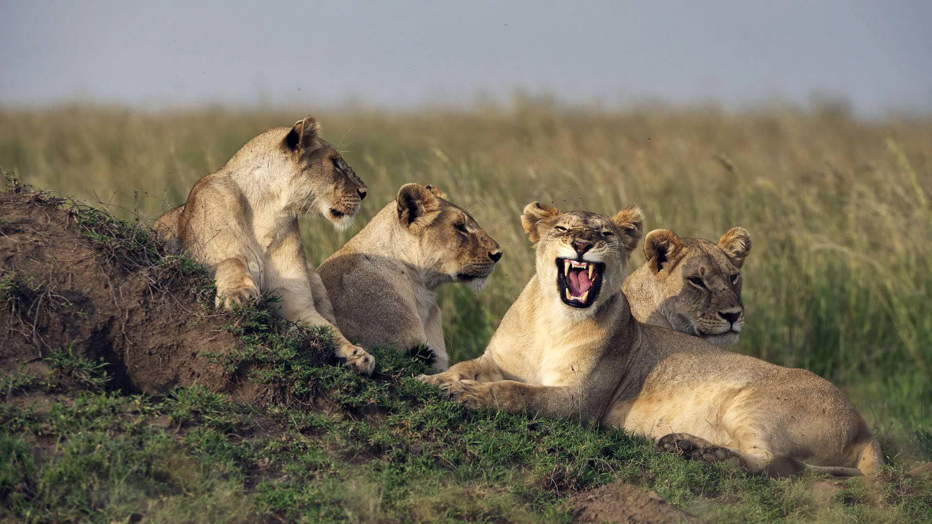Lionesses