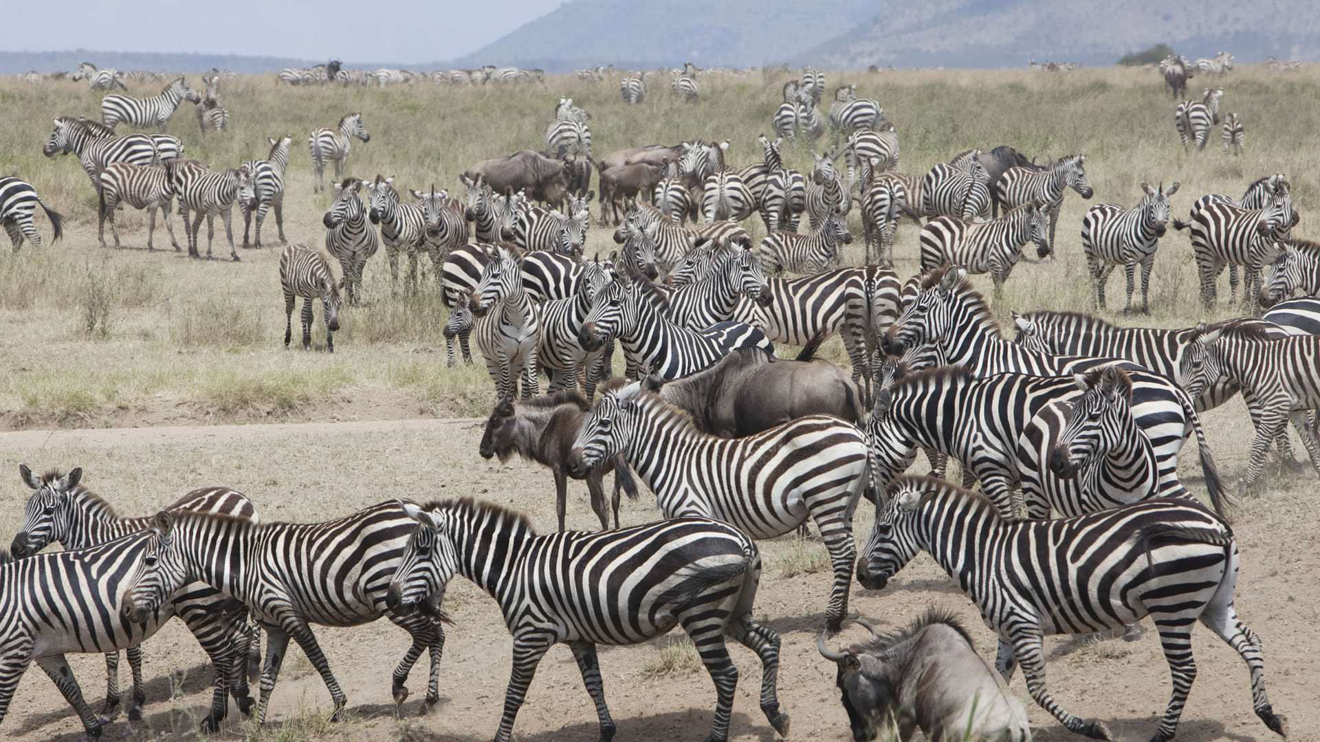 Zebra and wildebeest