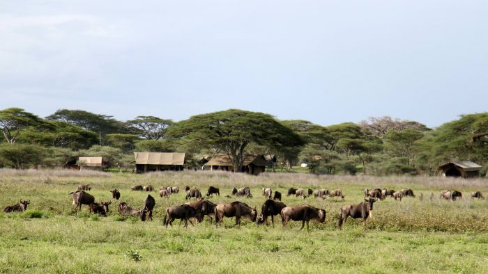 Wildebeest in front of camp