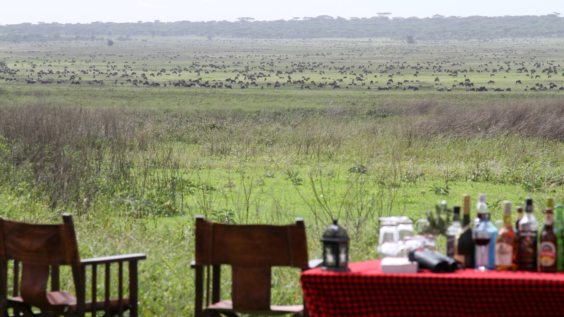 View to wildebeest herds