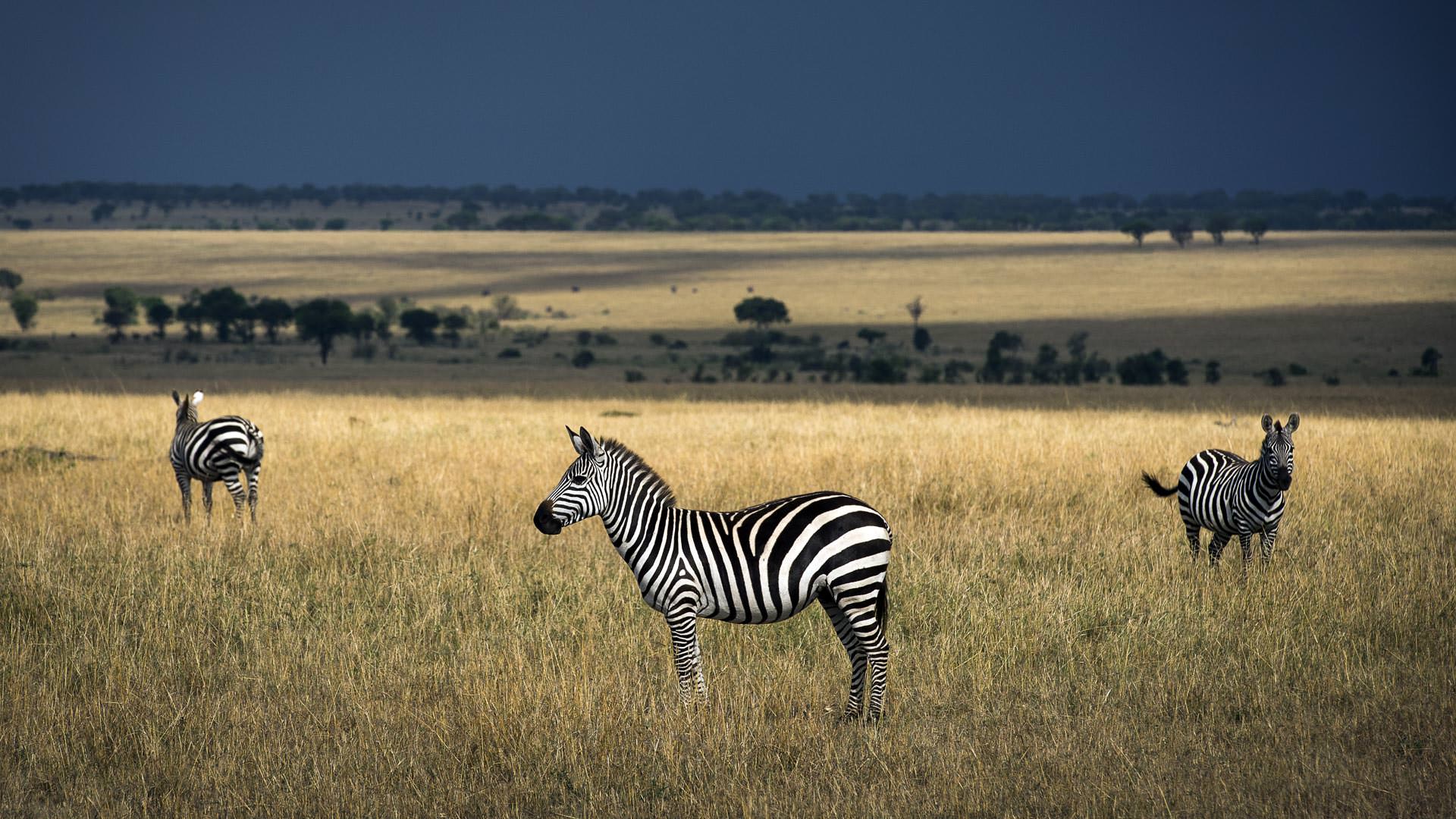Safaris in Serengeti