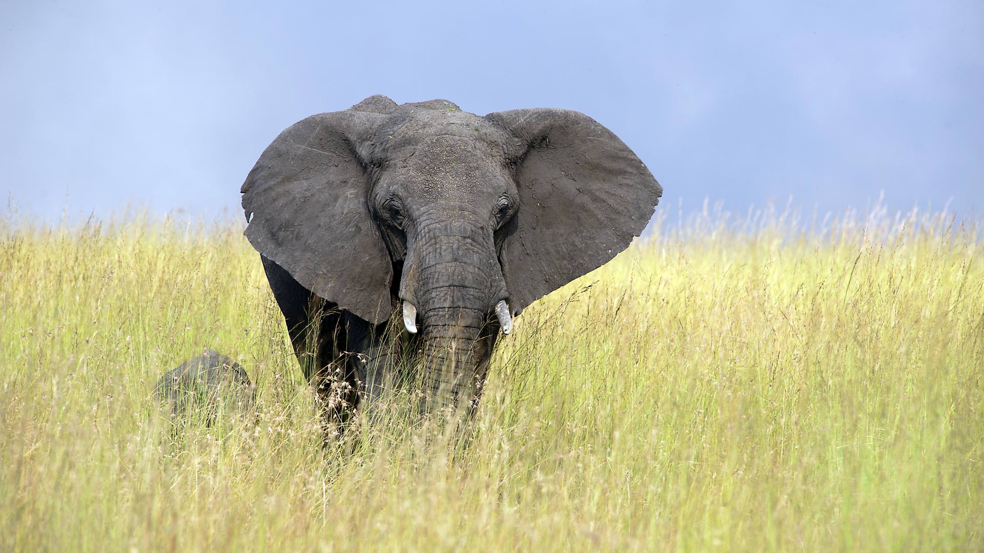 Elephant in long grass