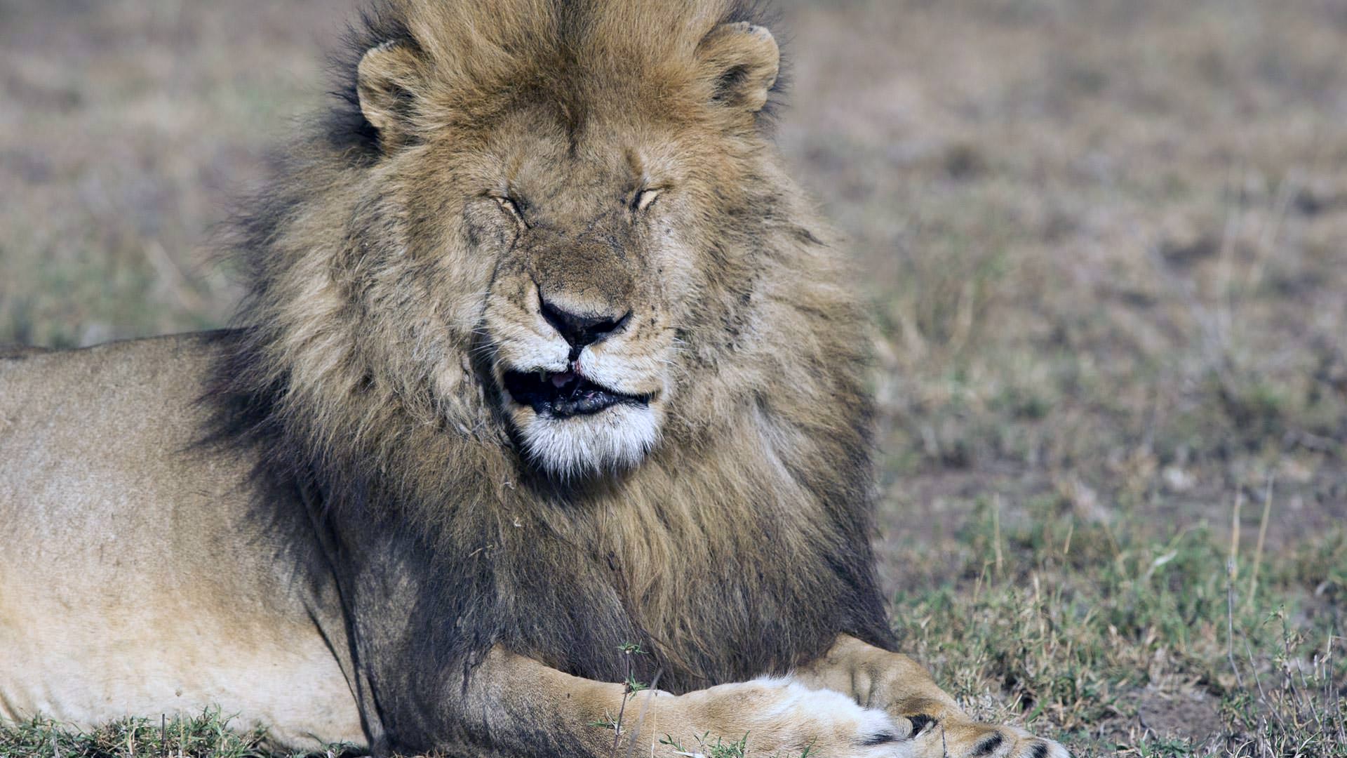Male lion waking up