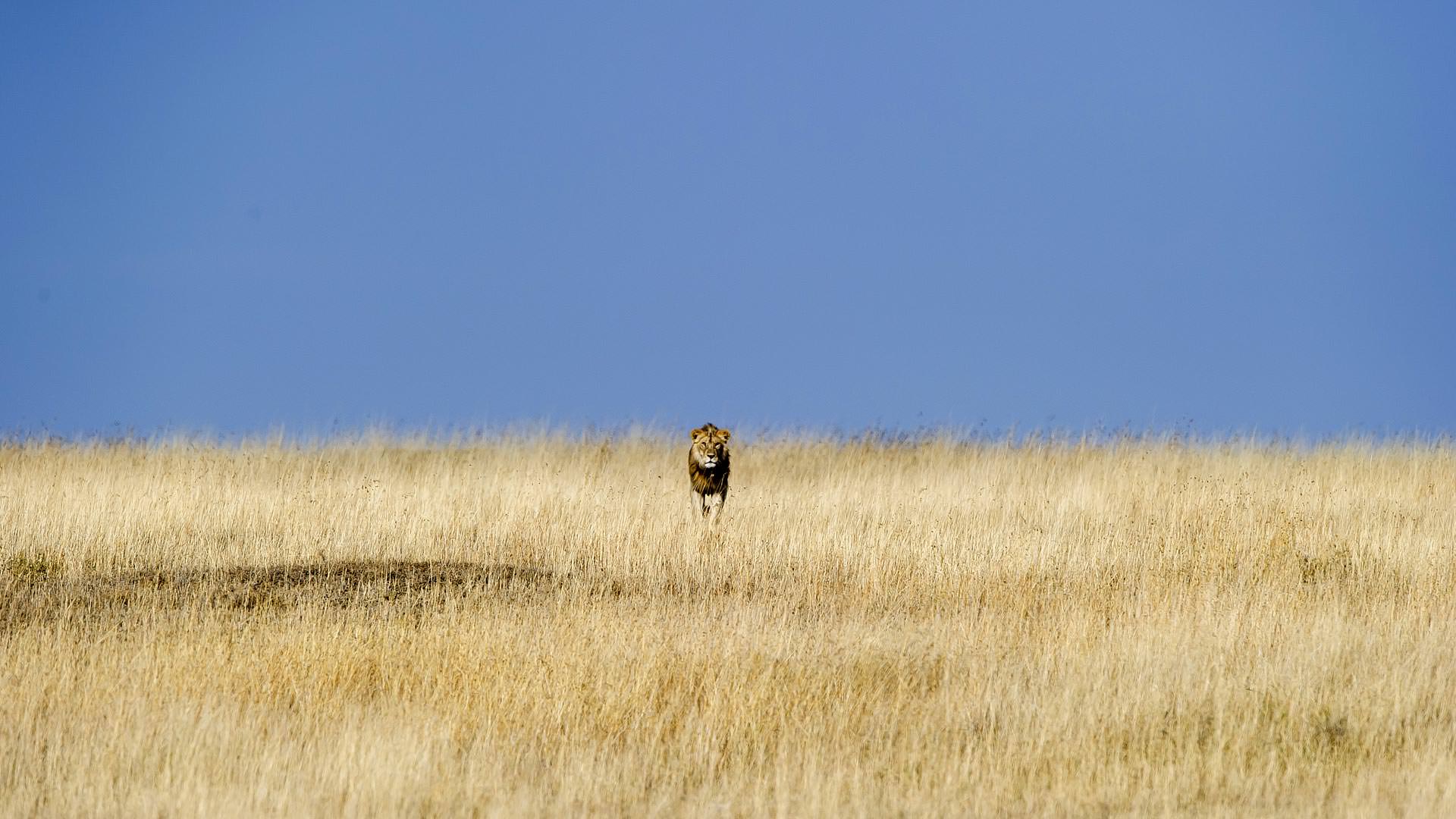 Male lion approaching