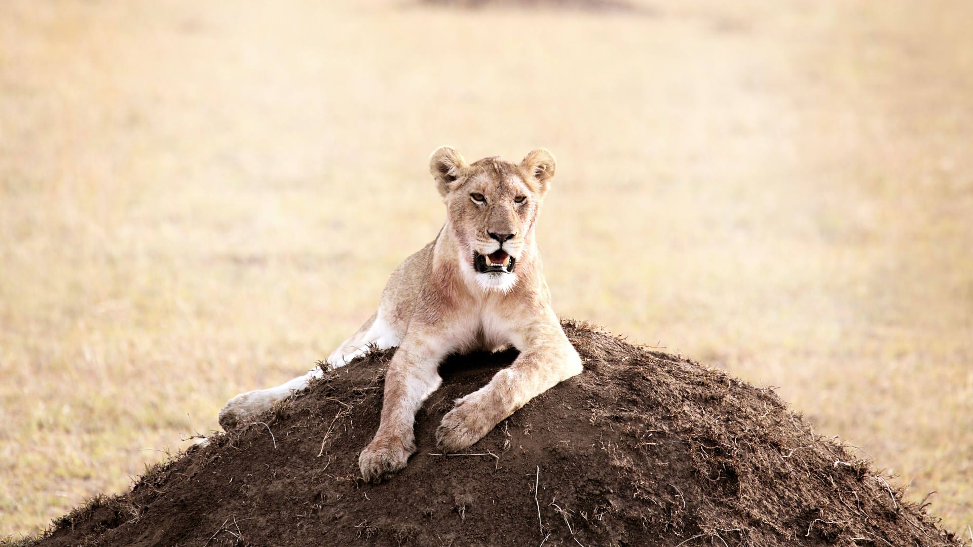 Lion on termite mound