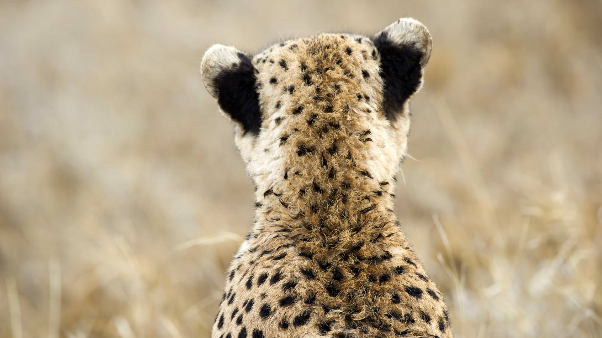 Back of a cheetah
