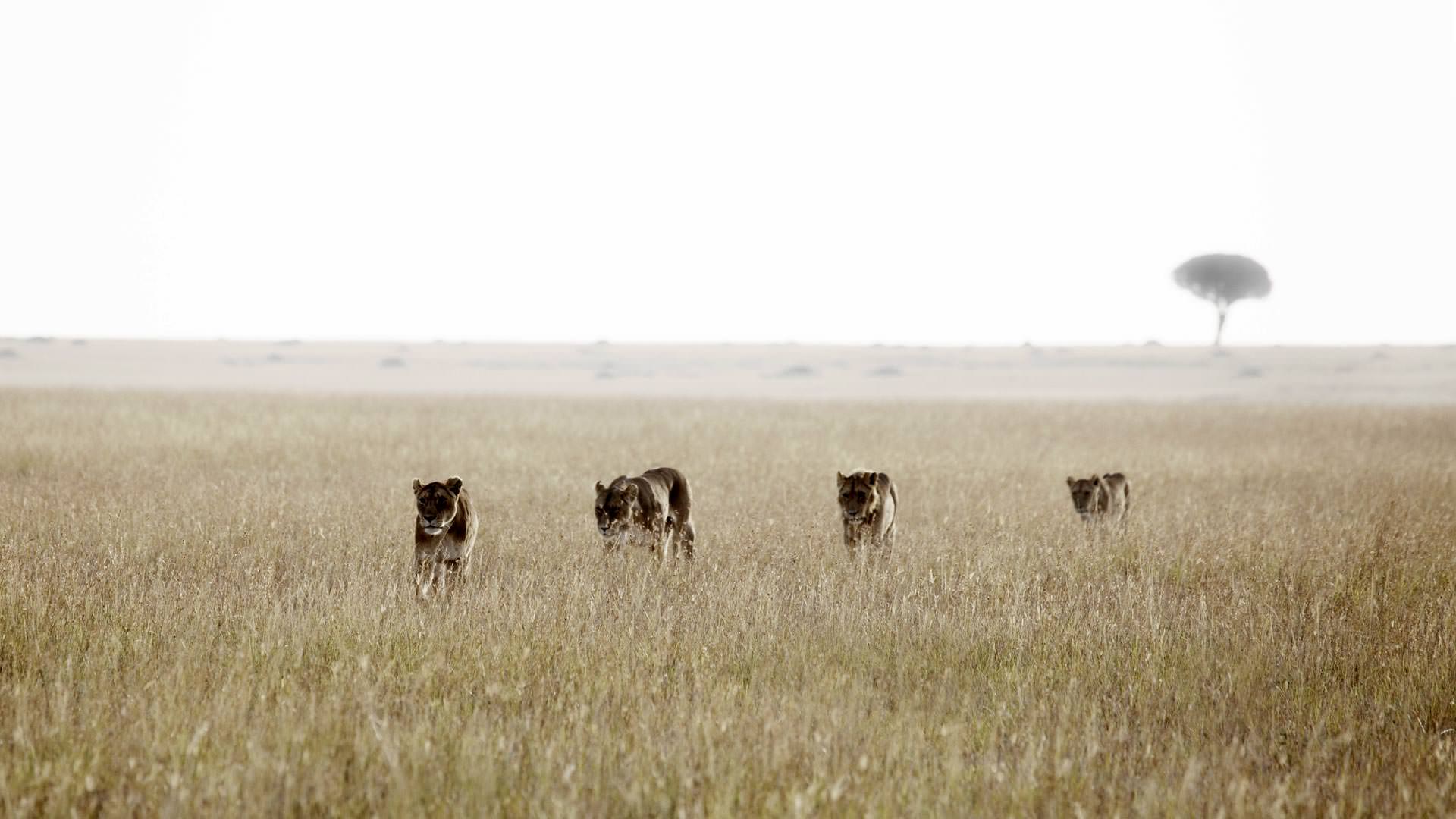 Lions on the Serengeti plains
