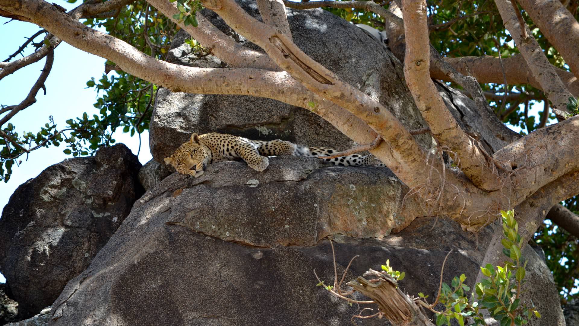 Leopard on a kopje