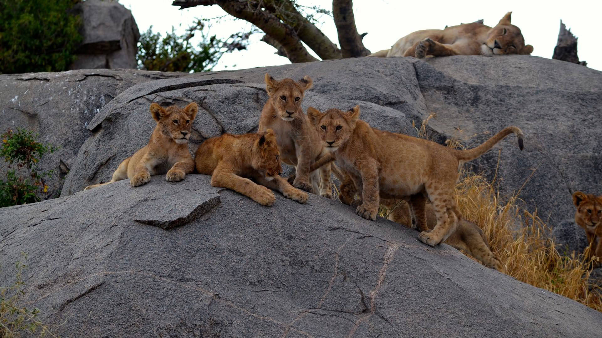 Lion cubs on the rocks