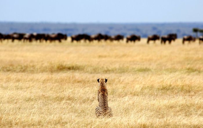 Safaris in Serengeti