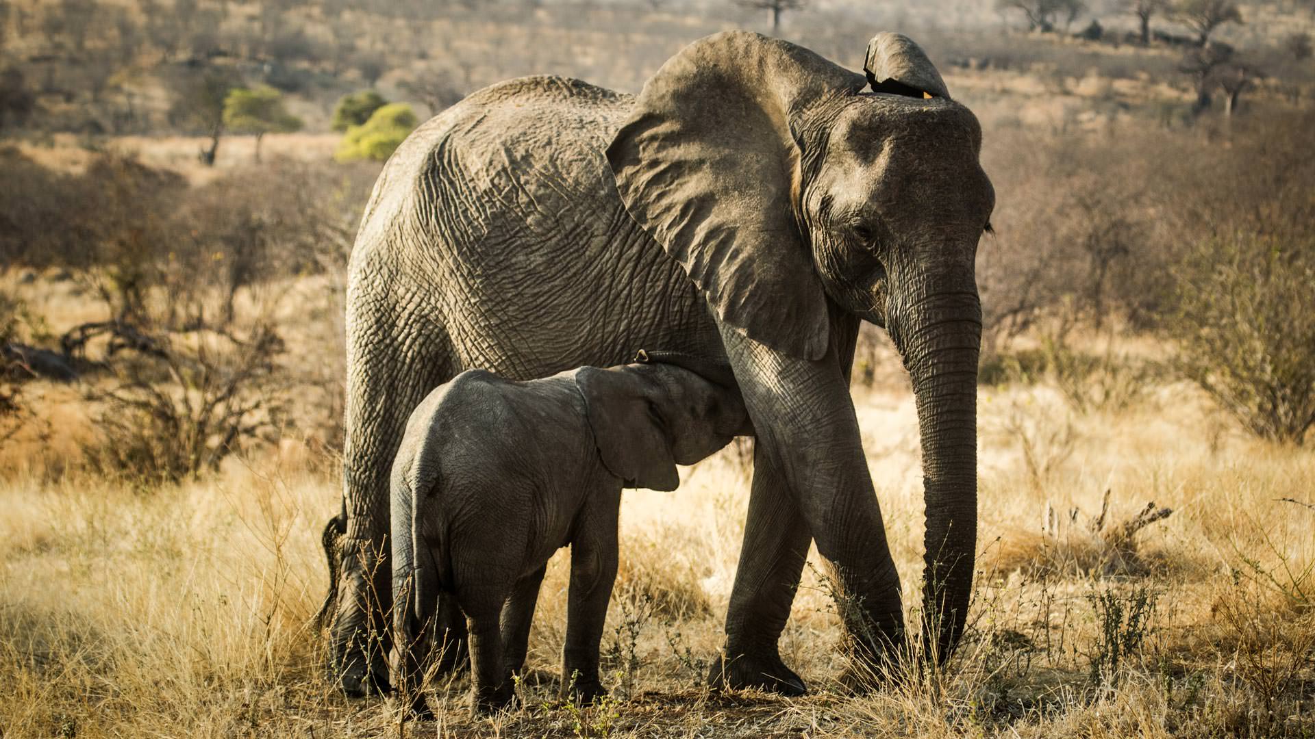 Elephant with young