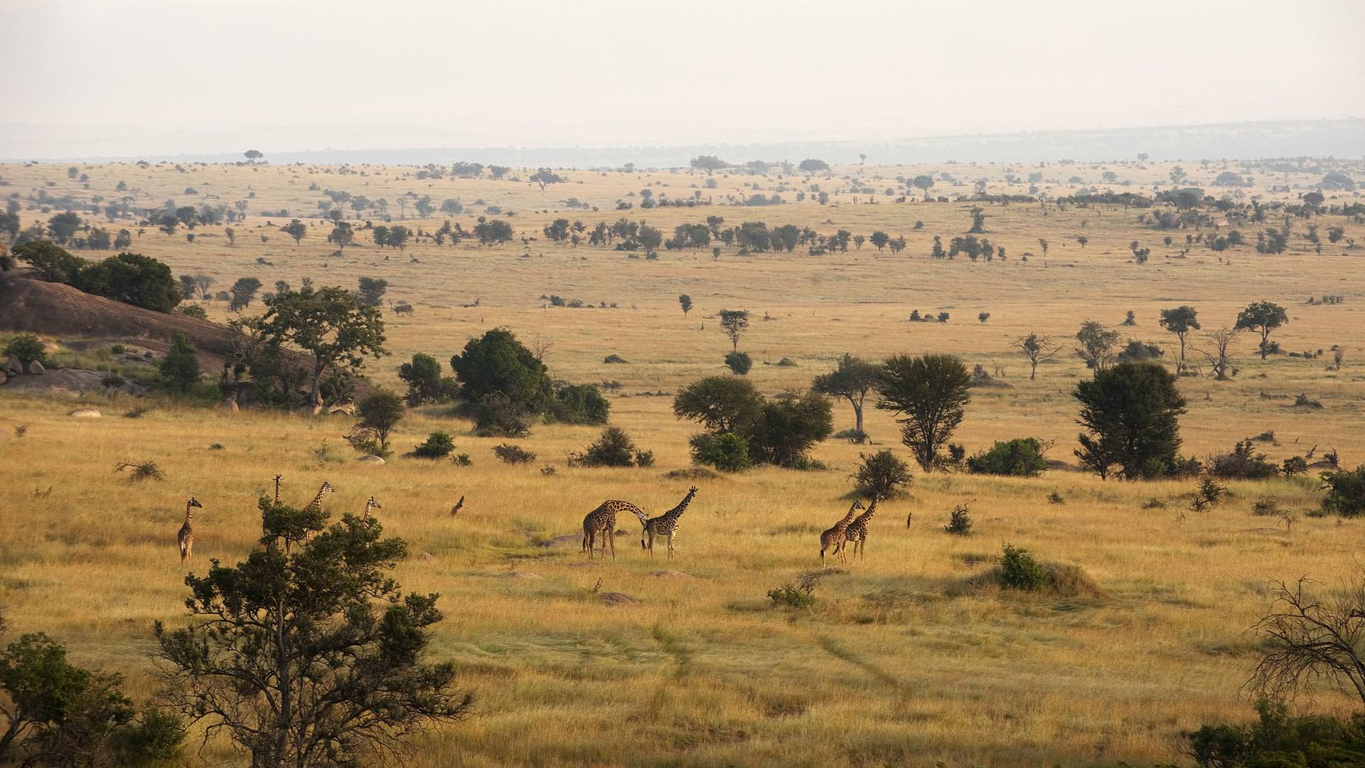 Giraffe on the Serengeti plains