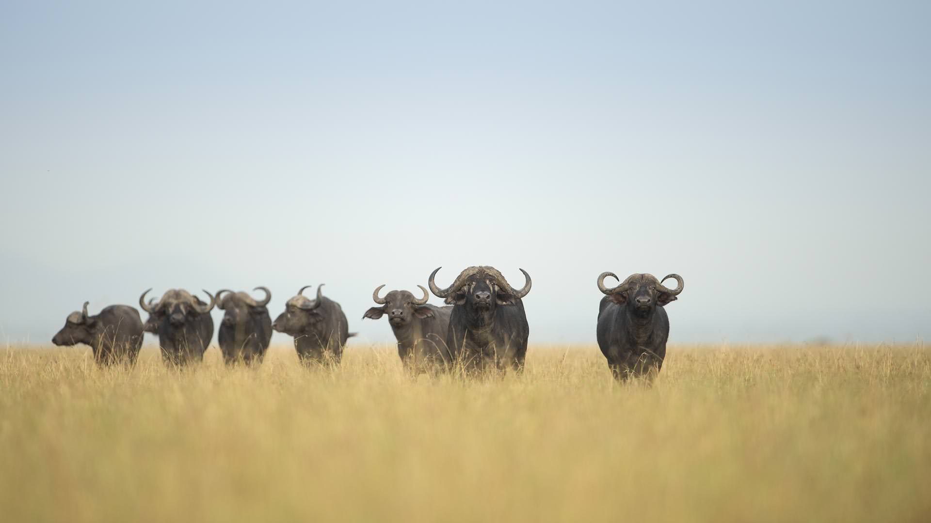 Buffalo in Grumeti Reserves
