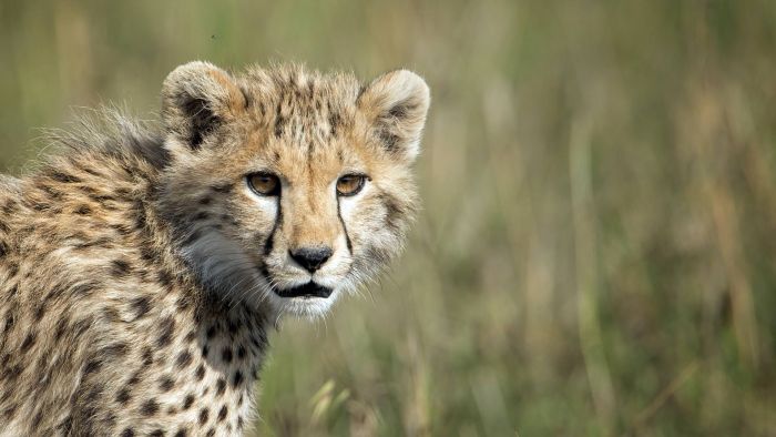 Young cheetah