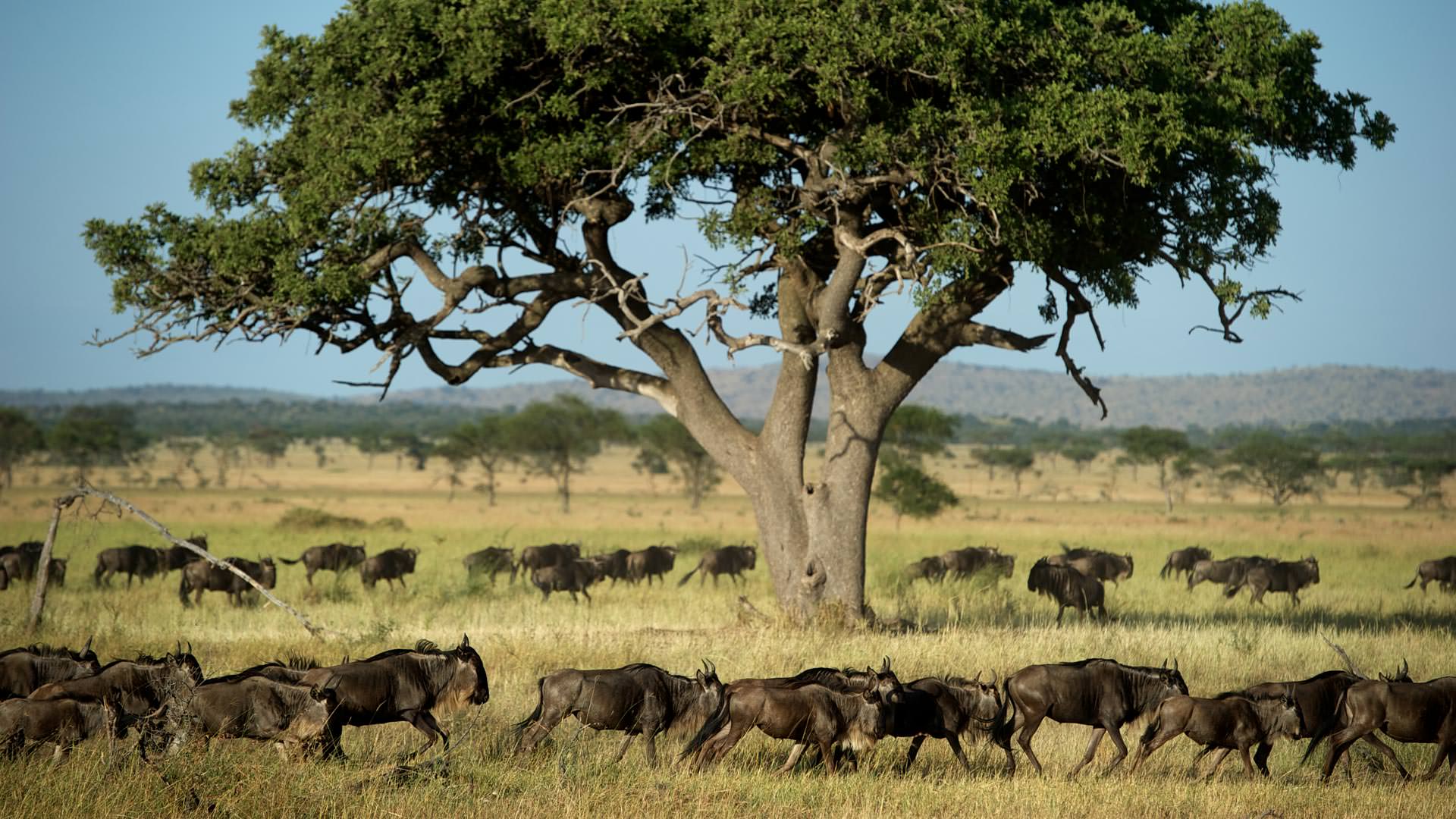 Wildebeest on Sasakwa plains