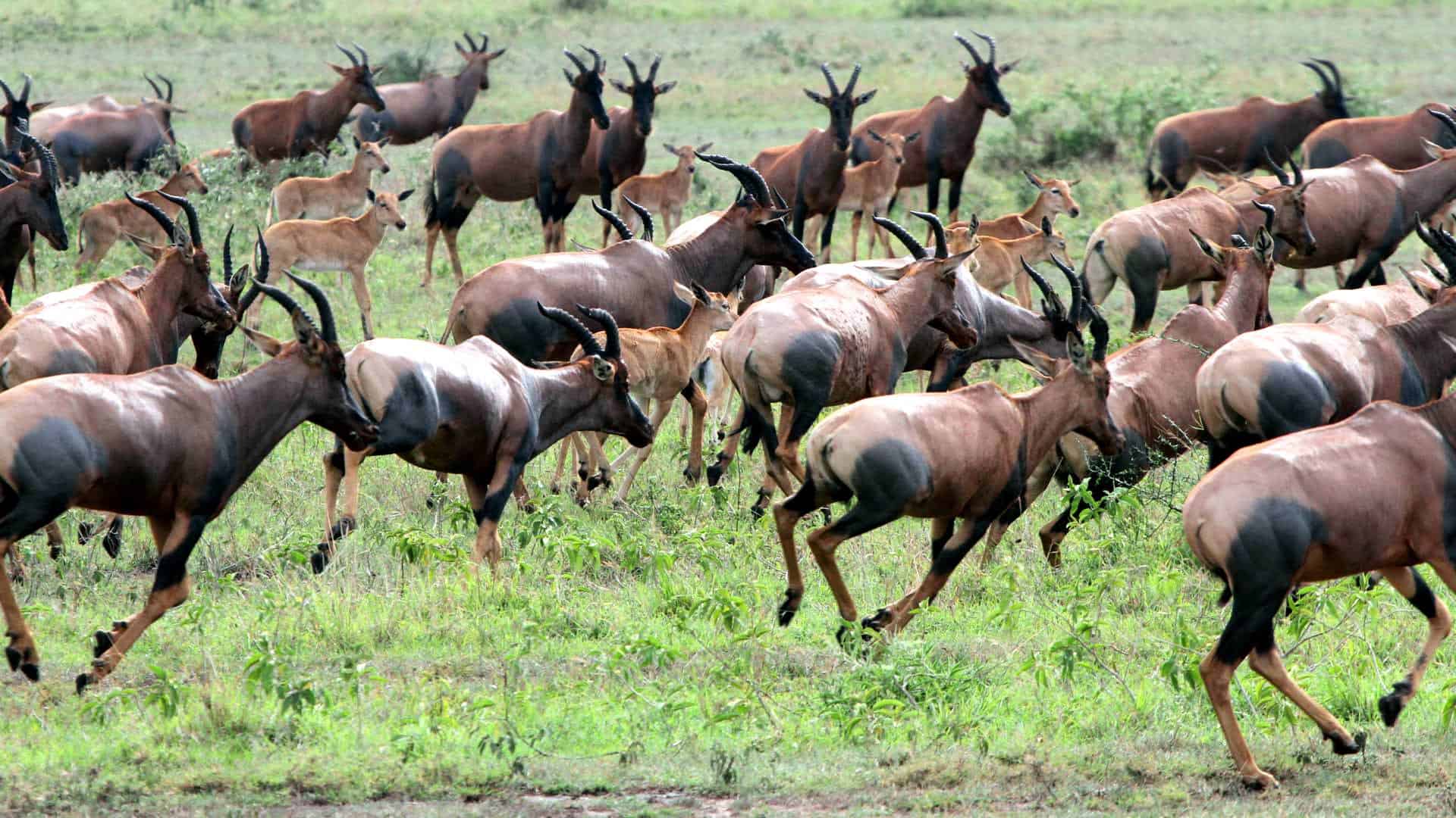 Herd of Topi antelope