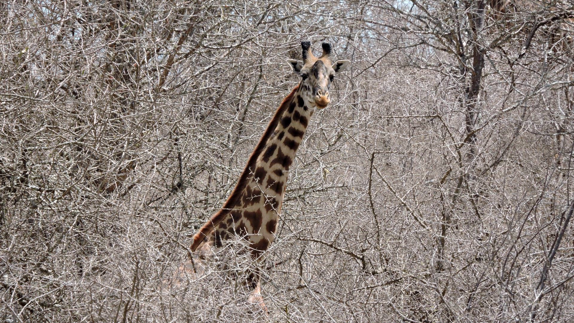 Giraffe in thorn thicket