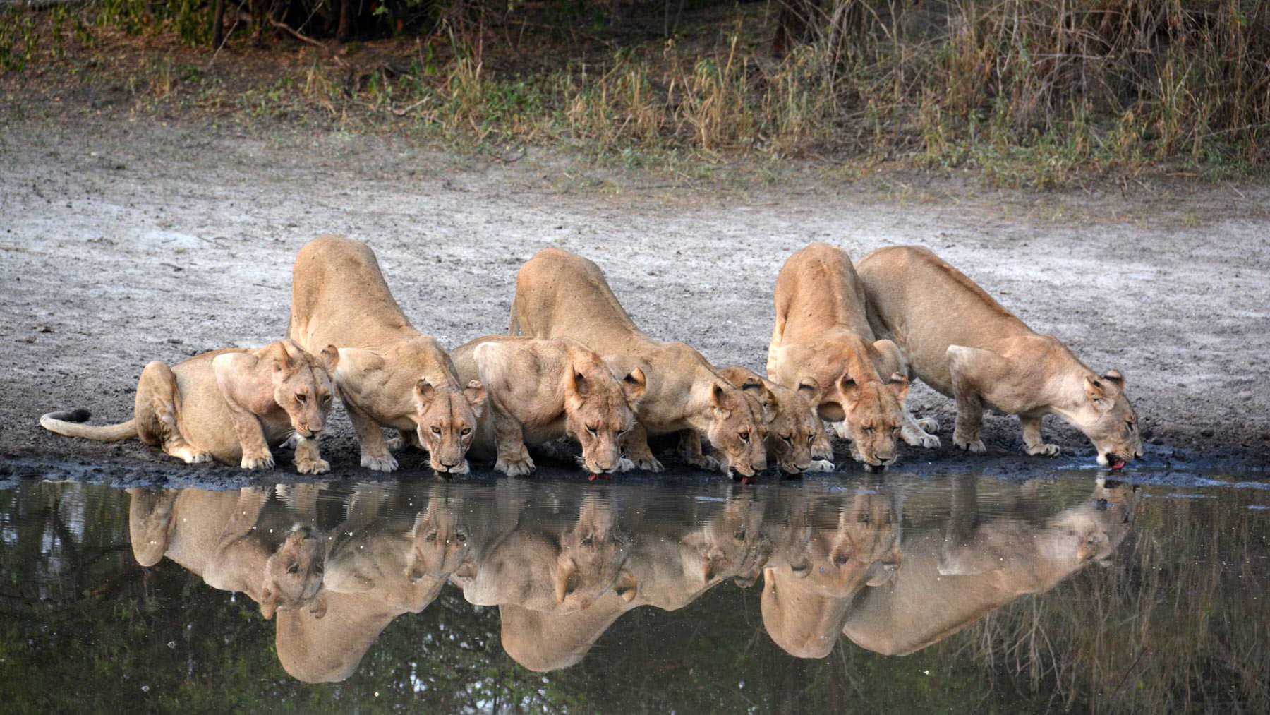 Lions drinking at Tarangire