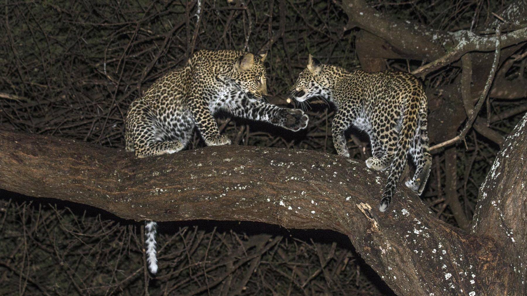 2 young leopards at nights