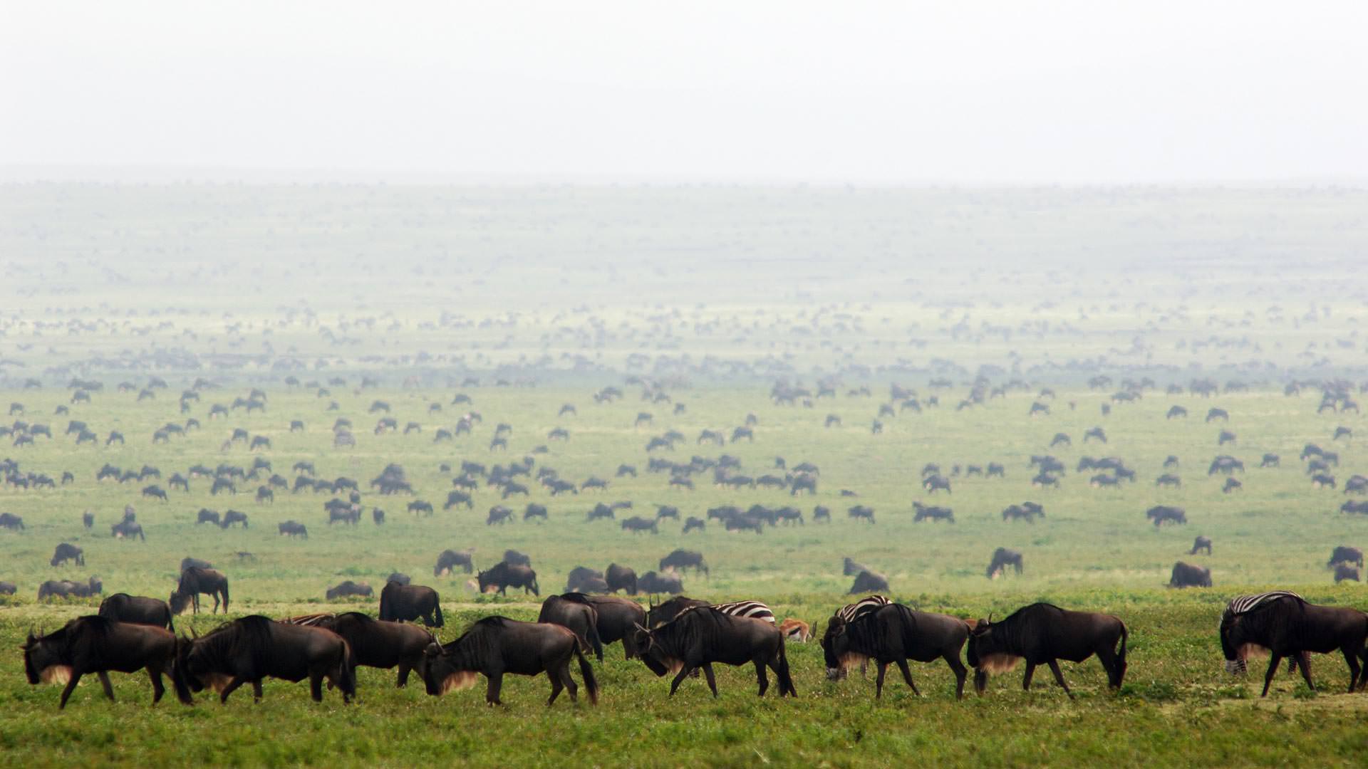 Wildebeest herds in Serengeti