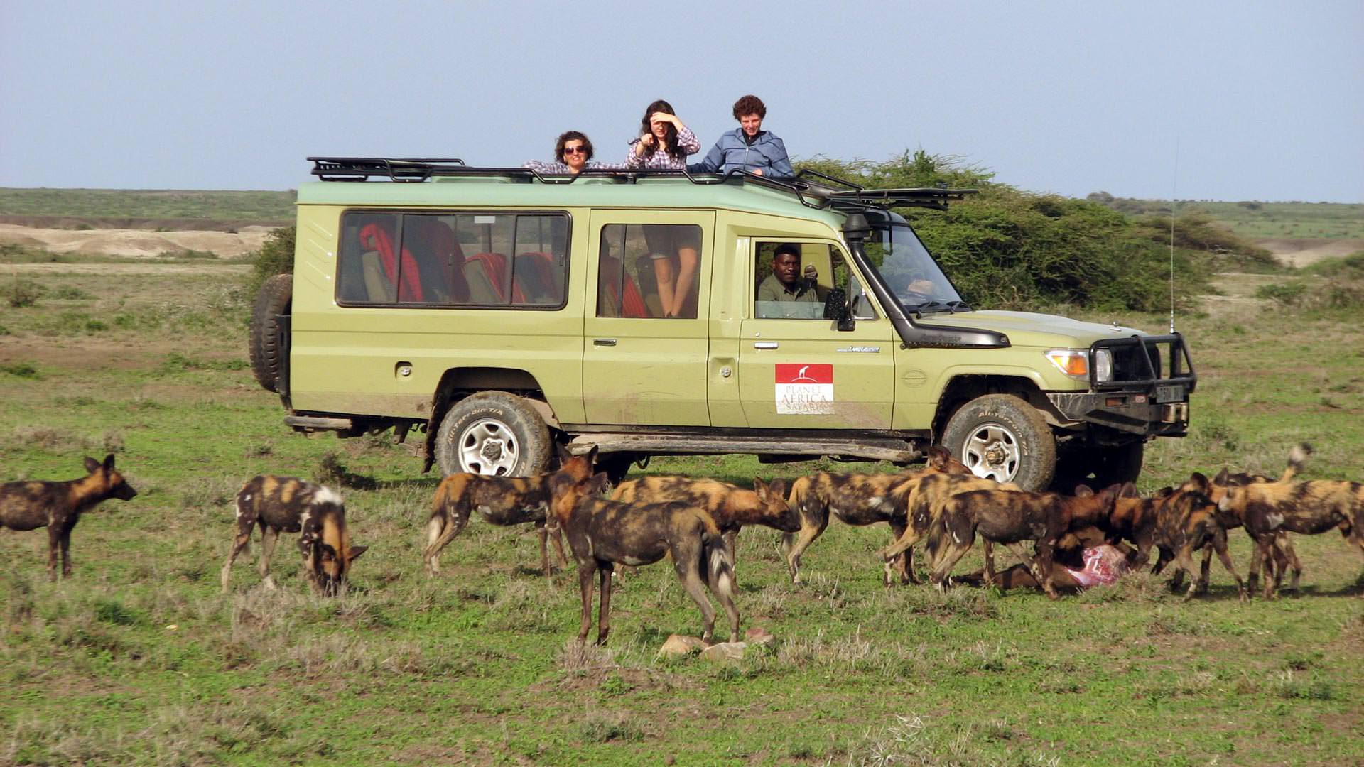 Wild dogs with kill in Serengeti