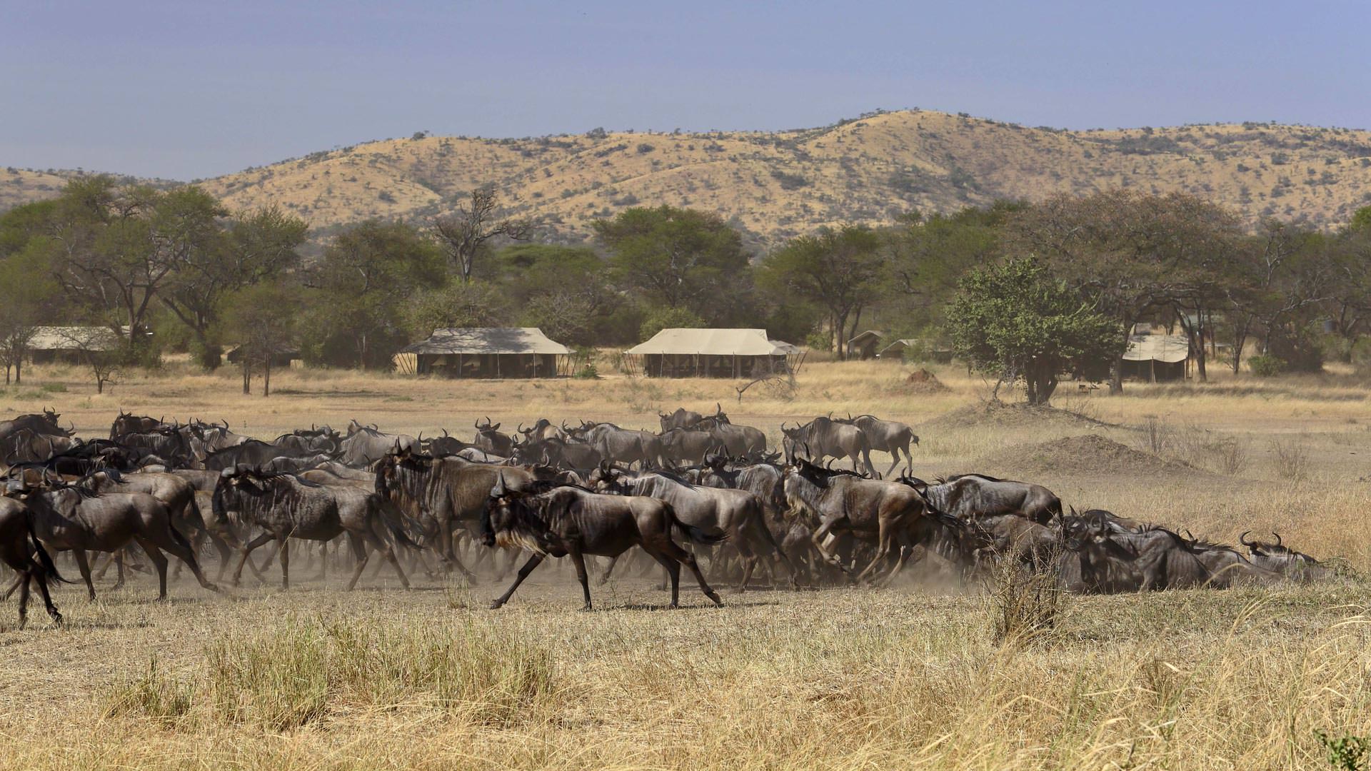Wildebeest passing Ubuntu Camp
