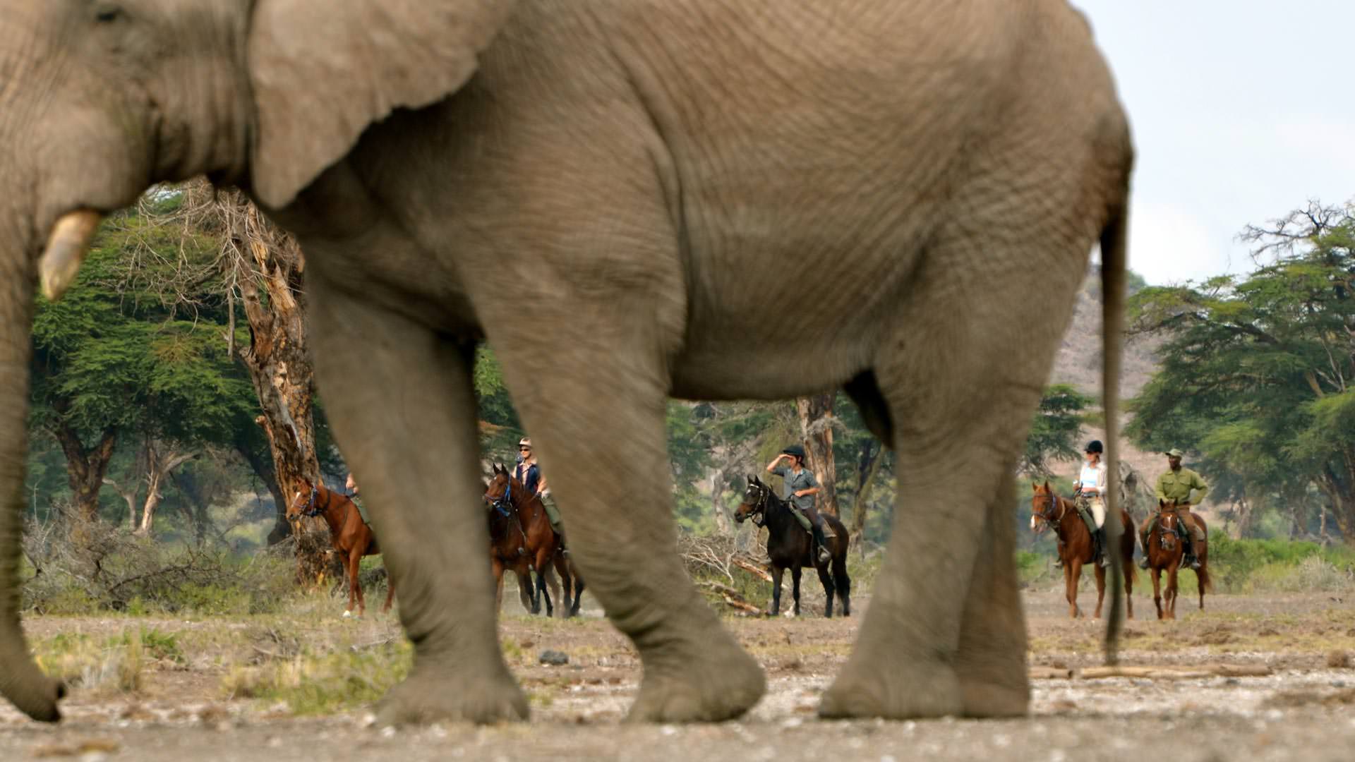 Horses ride beyond a bull elephant