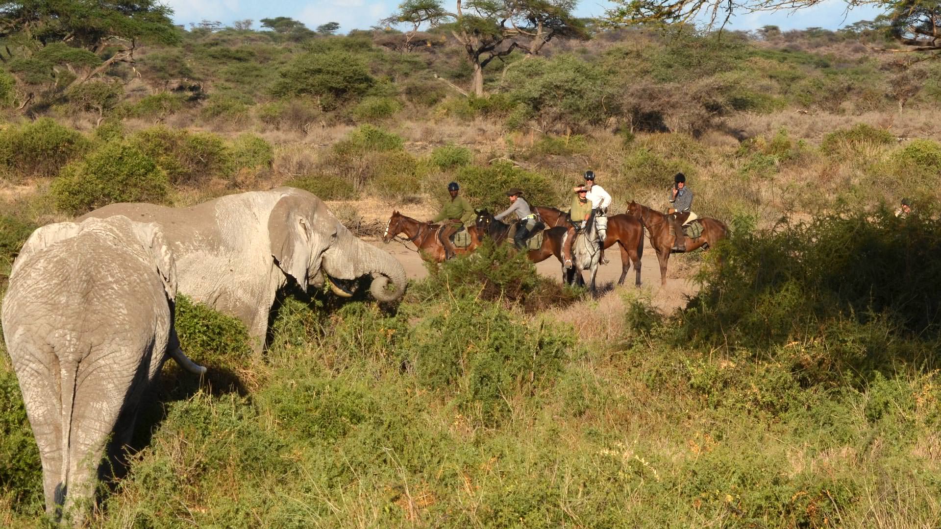 Watching elephants browse from horseback