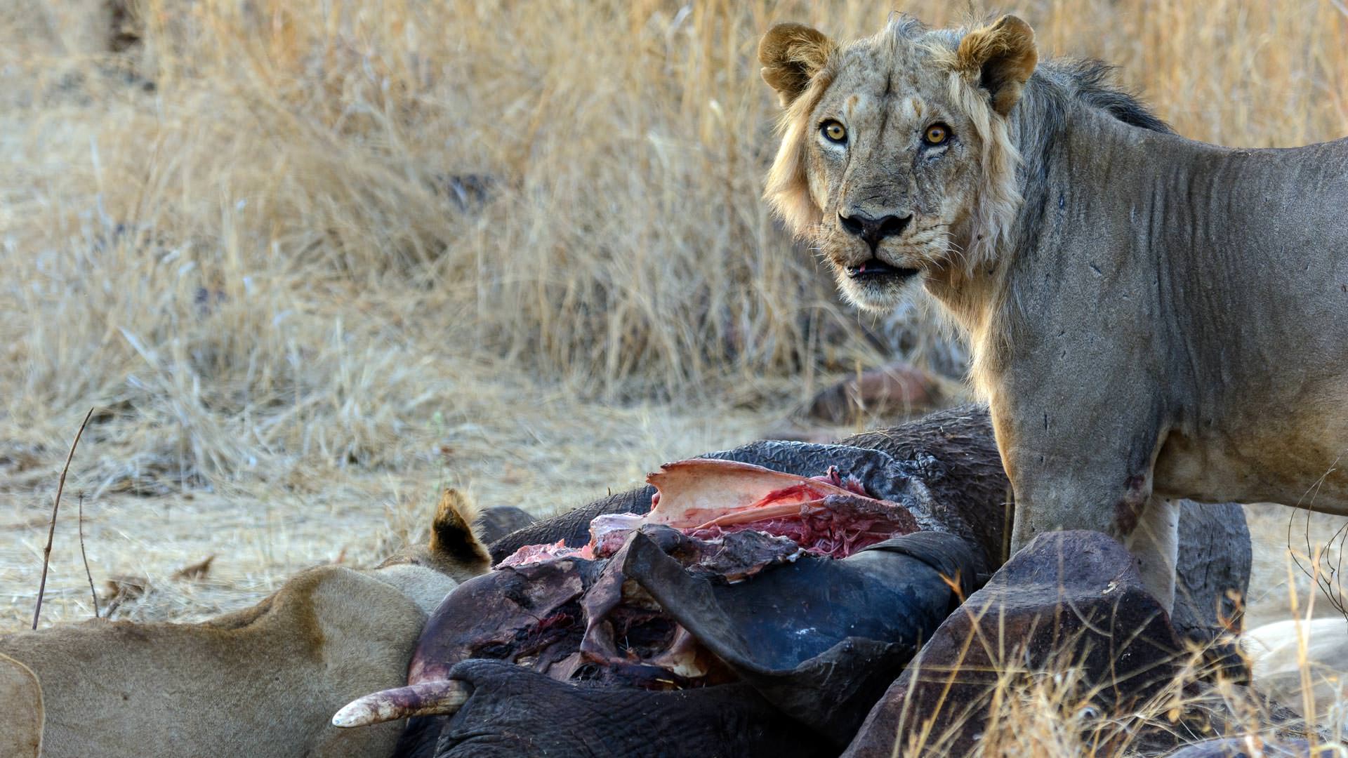 Young Lion with kill near Jabali Ridge