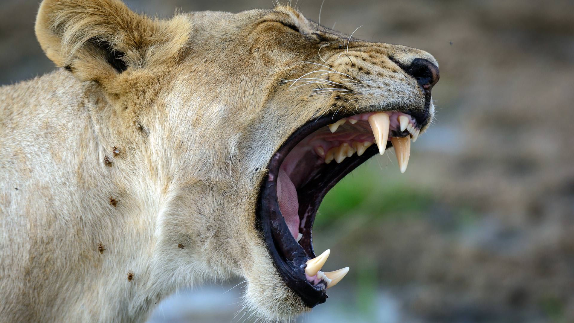 Lion showing teeth near Jabali Ridge