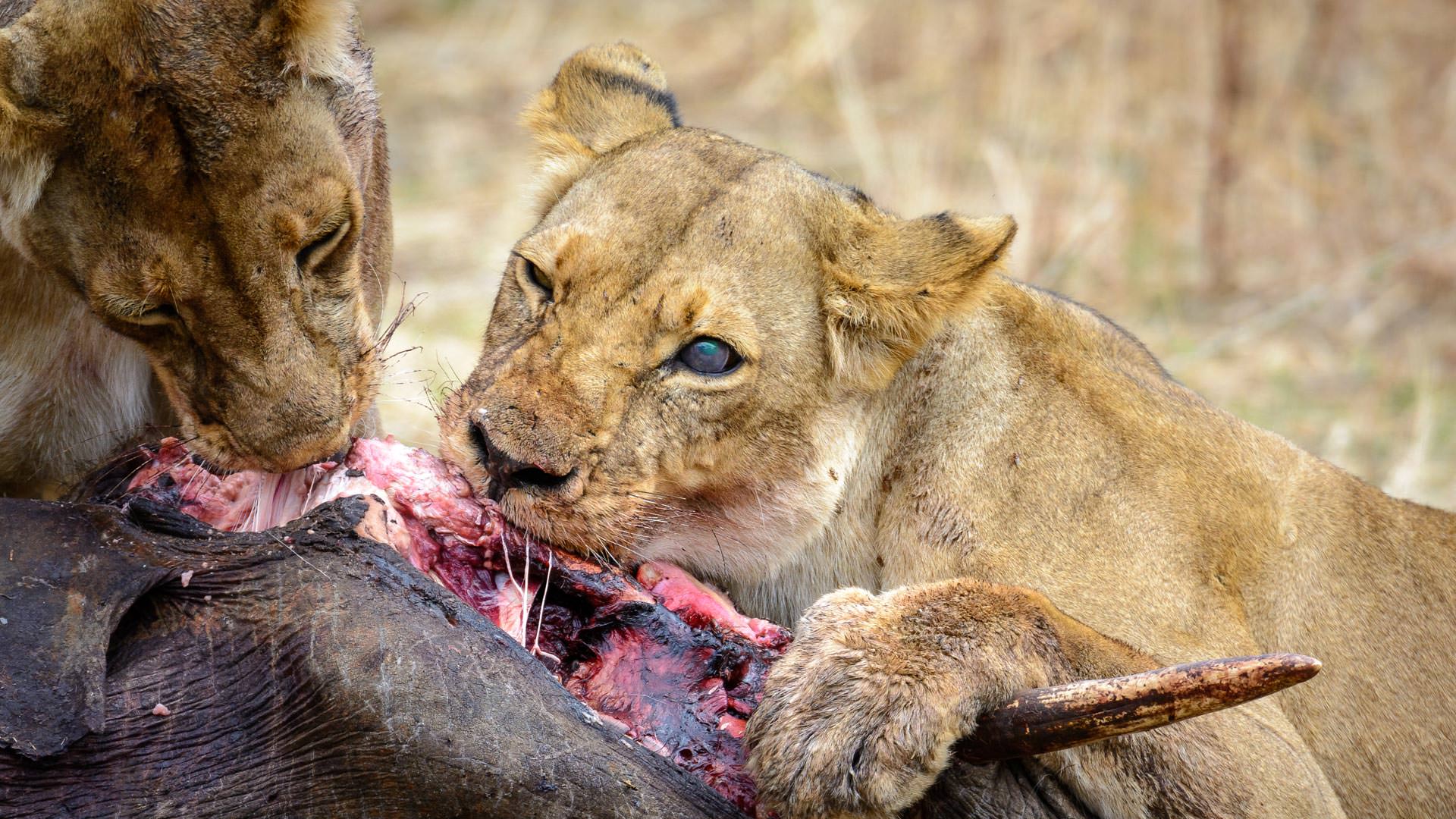 Lion with kill in Ruaha near Jabali Ridge