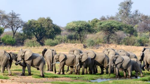 Elephant herd near Jabali Ridge