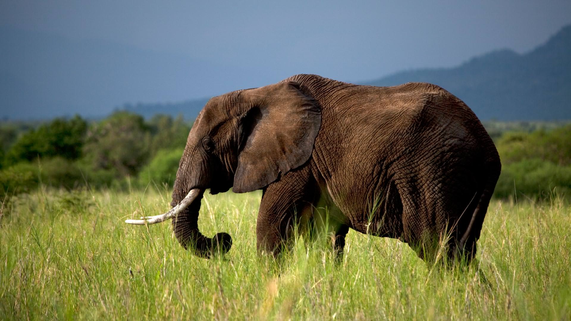 Elephant at Manyara Ranch Conservancy