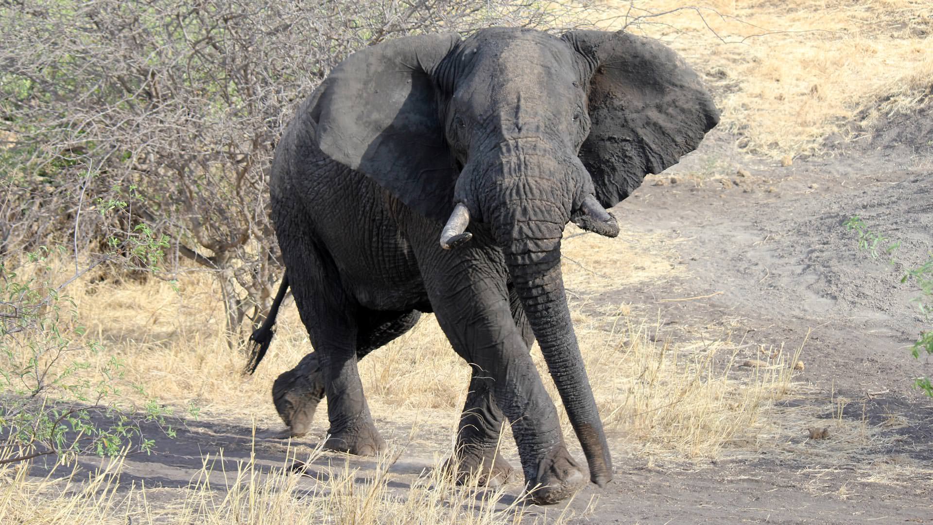 Bull elephant at Manyara Ranch Conservancy