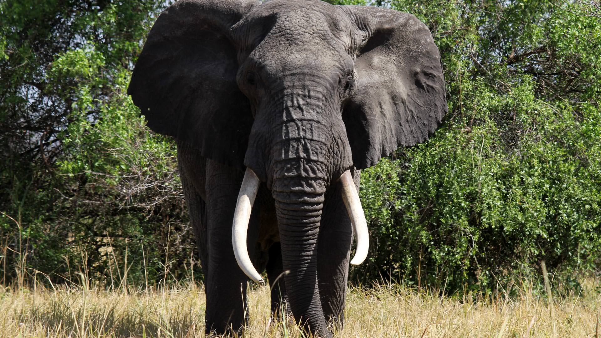 Bull elephant at Manyara Ranch Conservancy