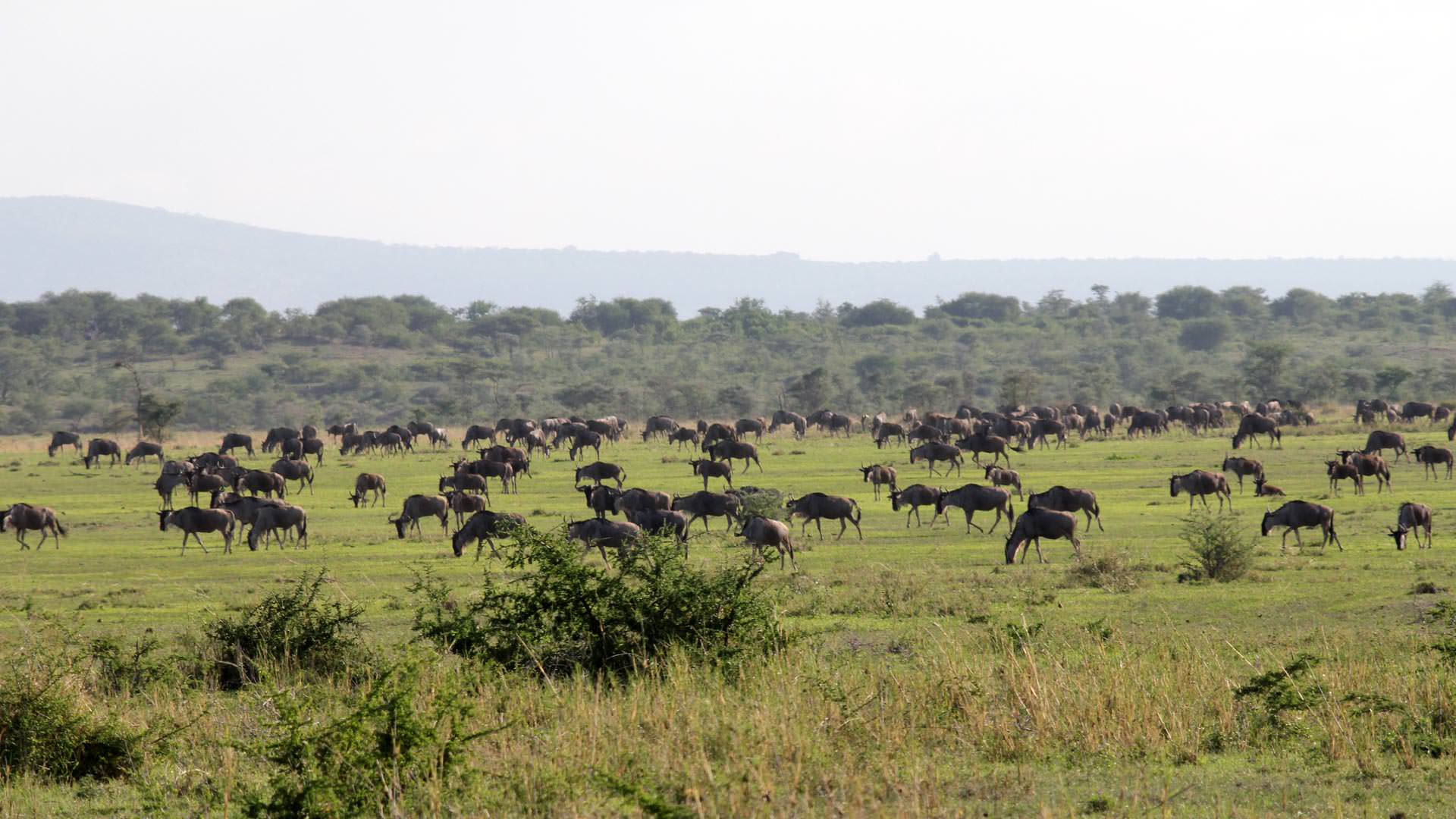Wildebeest herd at Manyara Ranch Conservancy