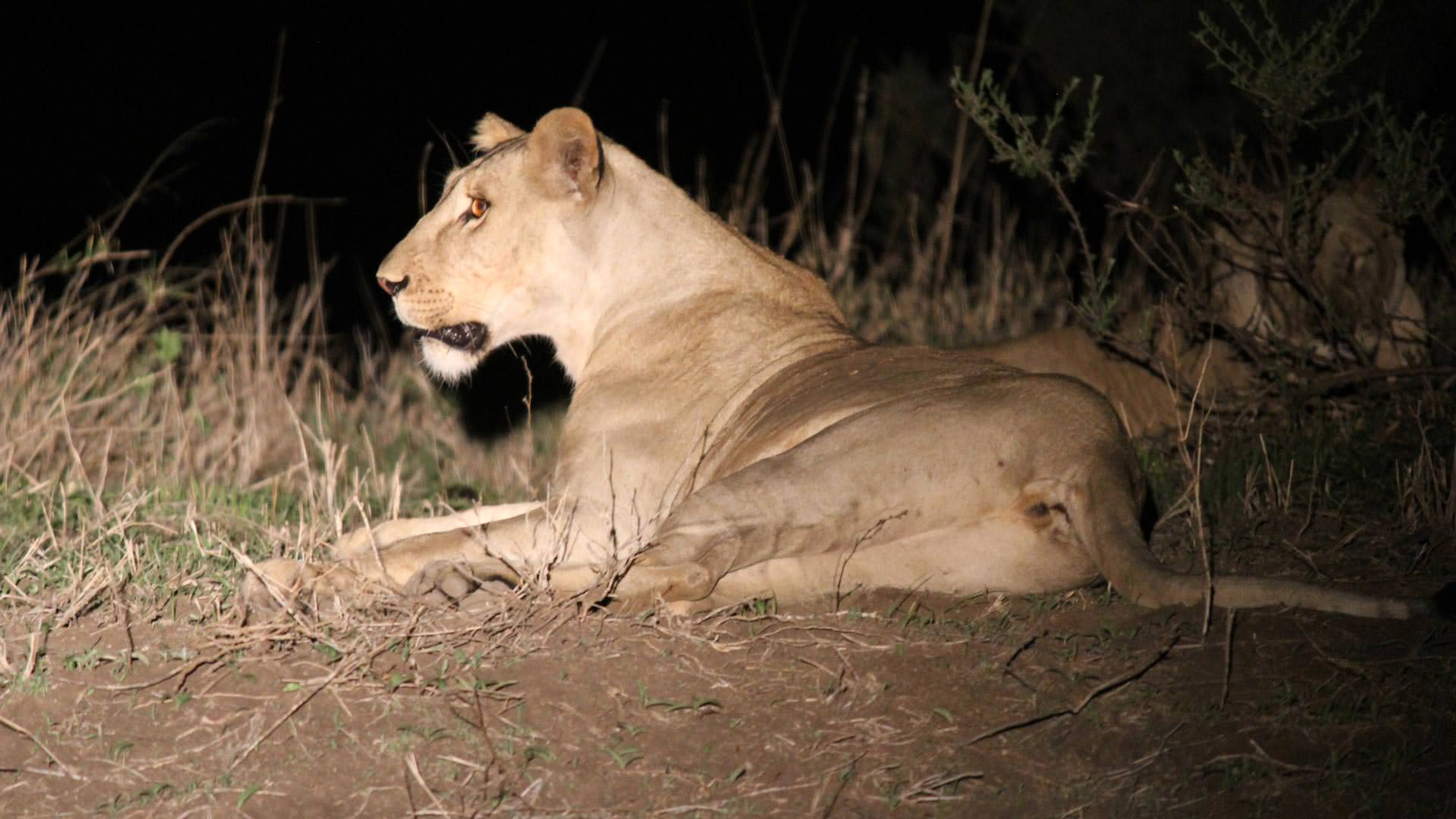 Lioness on a night drive at Manyara Ranch Conservancy
