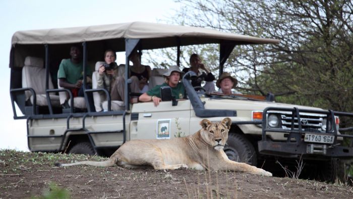 Lioness on game drive at Manyara Ranch Conservancy