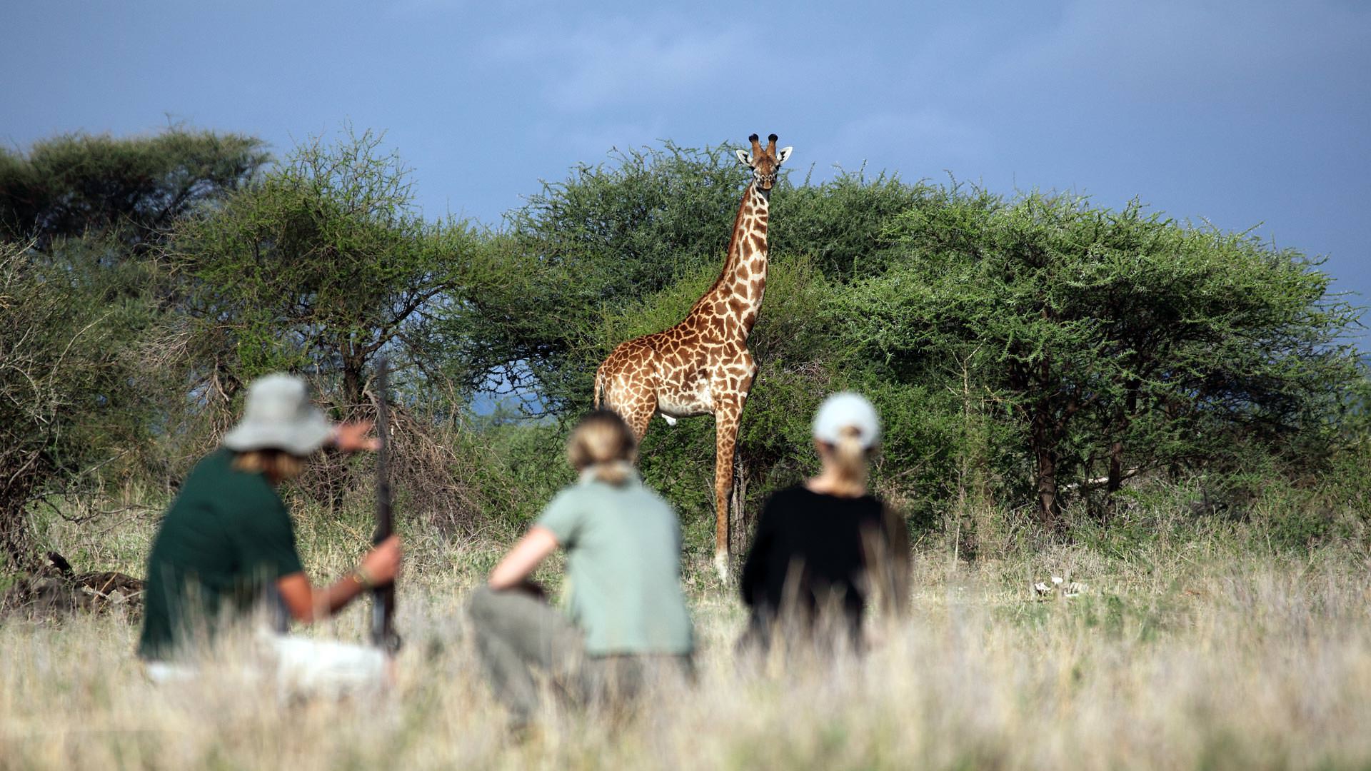 Approaching giraffe on foot at Manyara Ranch Conservancy