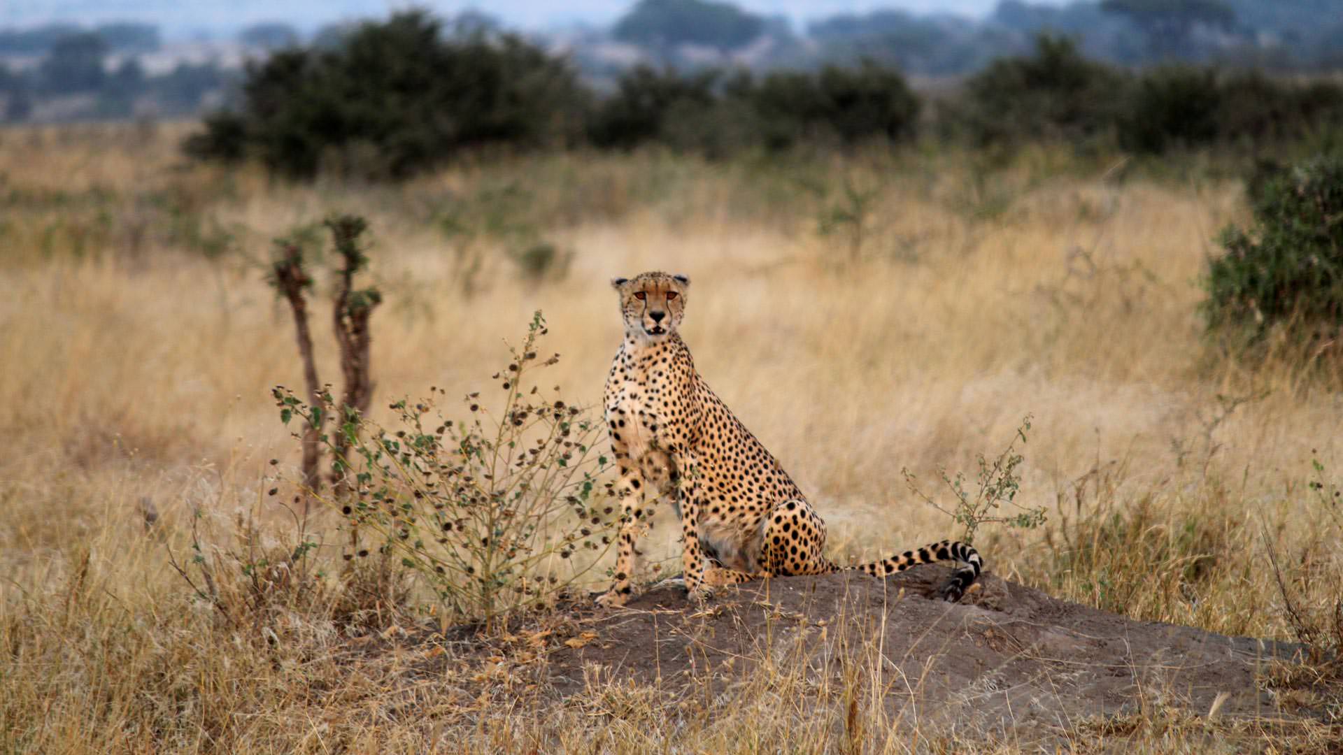 Cheetah at Manyara Ranch Conservancy