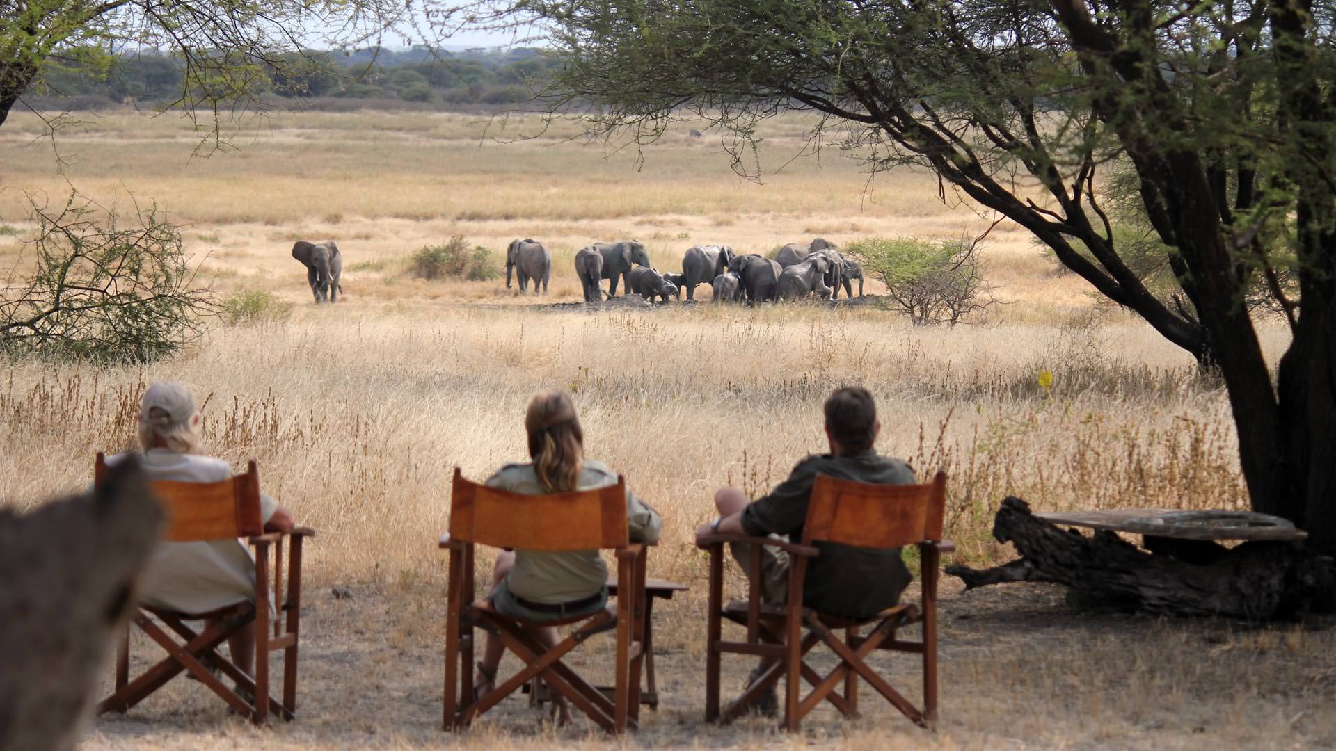 Viewing elephants from camp at Manyara Ranch Conservancy