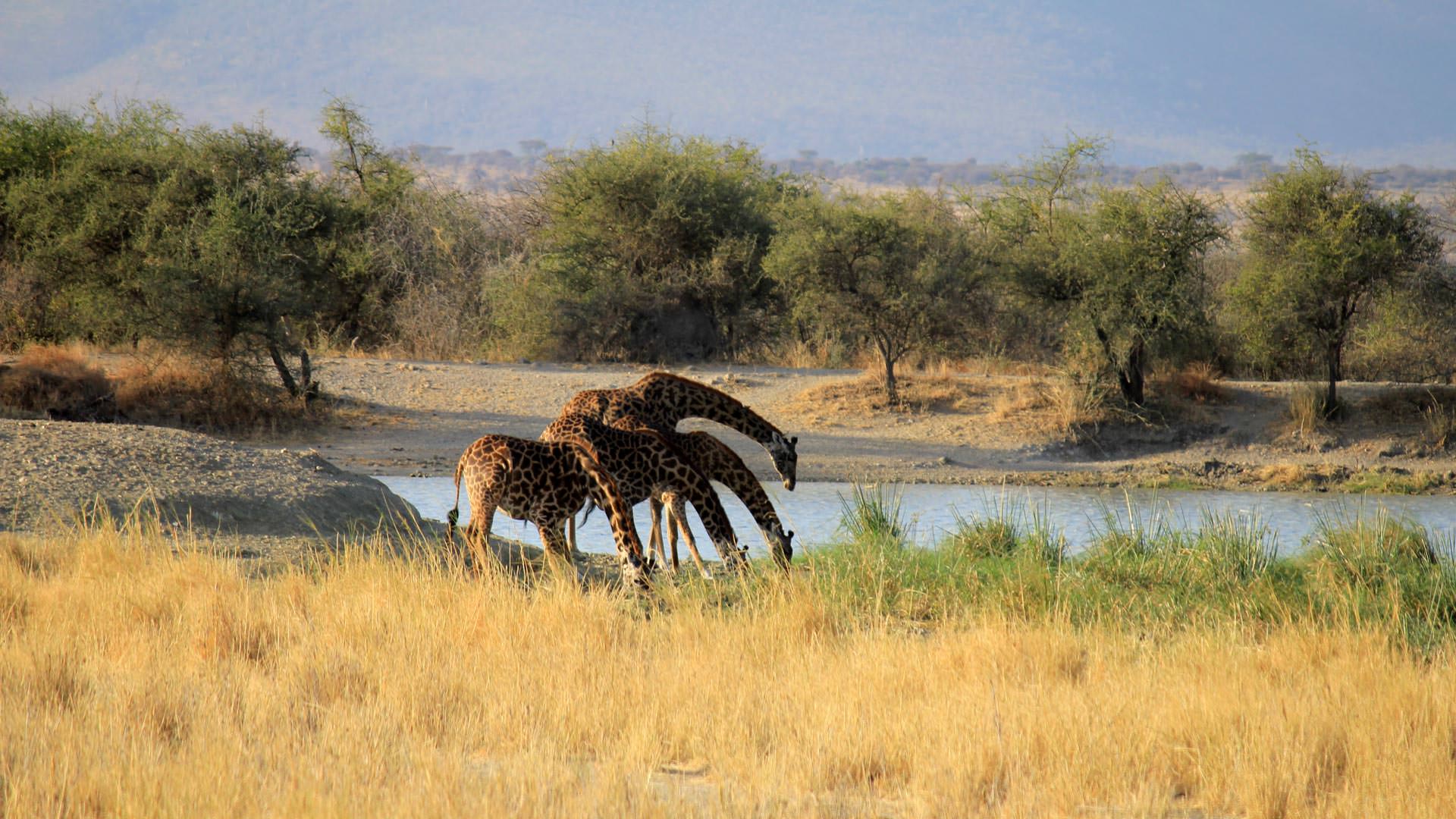 Giraffe drinking at dam at Manyara Ranch Conservancy